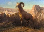 Albert Bierstadt A Rocky Mountain Sheep, Ovis, Montana France oil painting artist